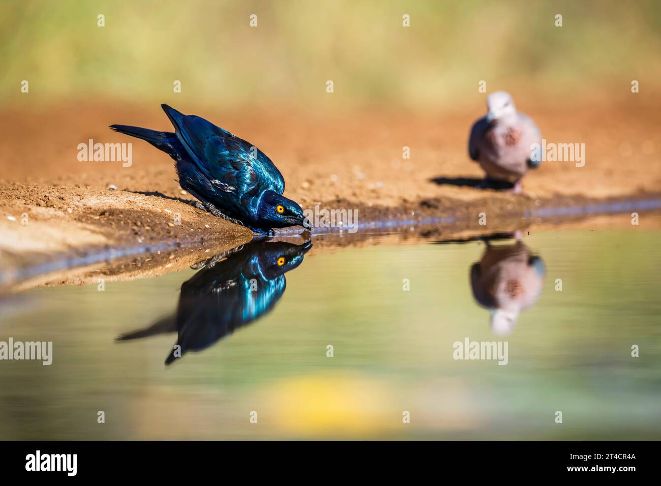 Cap Glossy Starling buvant dans un trou d'eau avec reflet dans le parc national Kruger, Afrique du Sud ; espèce Lamprotornis nitens famille de Sturnidae Banque D'Images