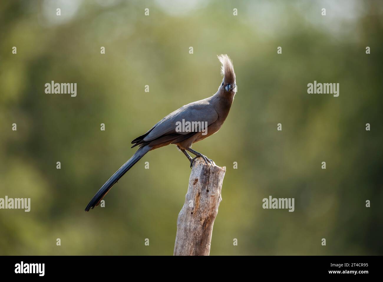 Oiseau gris à emporter debout rétroéclairé sur une bûche dans le parc national Kruger, Afrique du Sud ; espèce Corythaixoides concolor famille des Musophagidae Banque D'Images