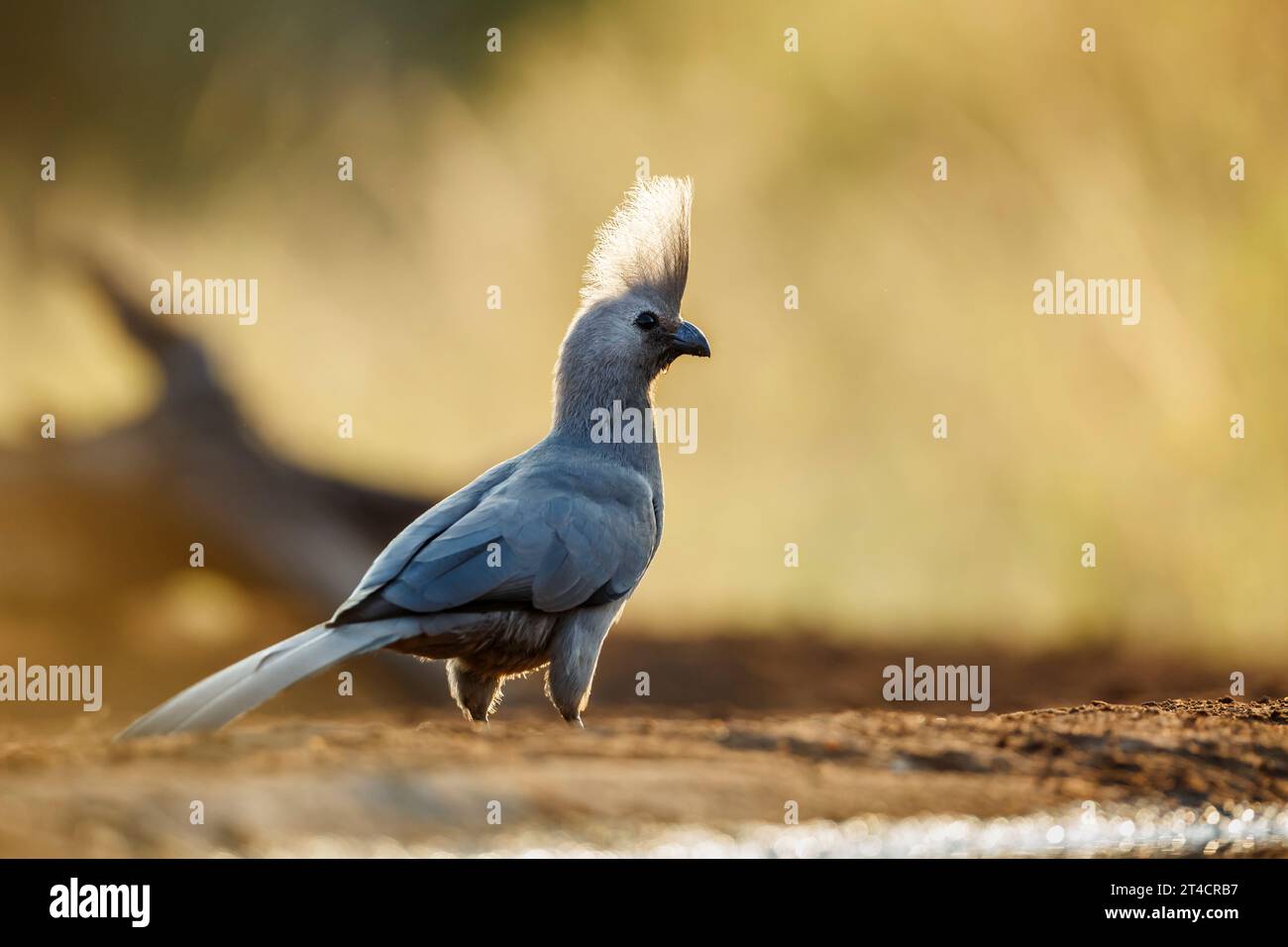 Oiseau gris à emporter debout à contre-jour à l'aube dans le parc national Kruger, Afrique du Sud ; espèce Corythaixoides concolor famille des Musophagidae Banque D'Images