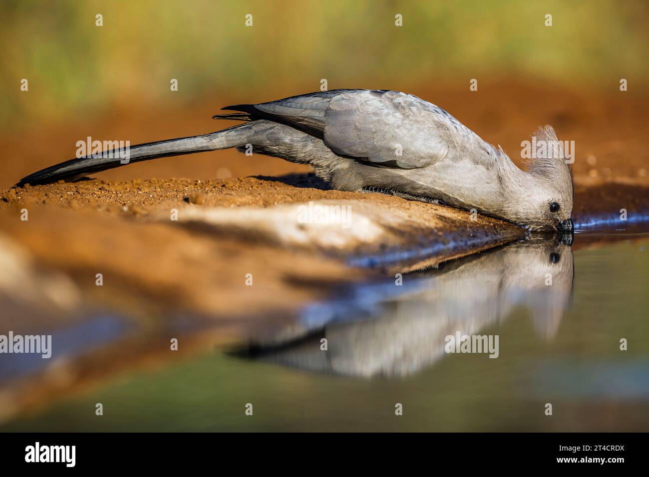 Oiseau gris aller loin buvant dans un trou d'eau avec reflet dans le parc national Kruger, Afrique du Sud ; espèce Corythaixoides concolor famille des Musophagidae Banque D'Images