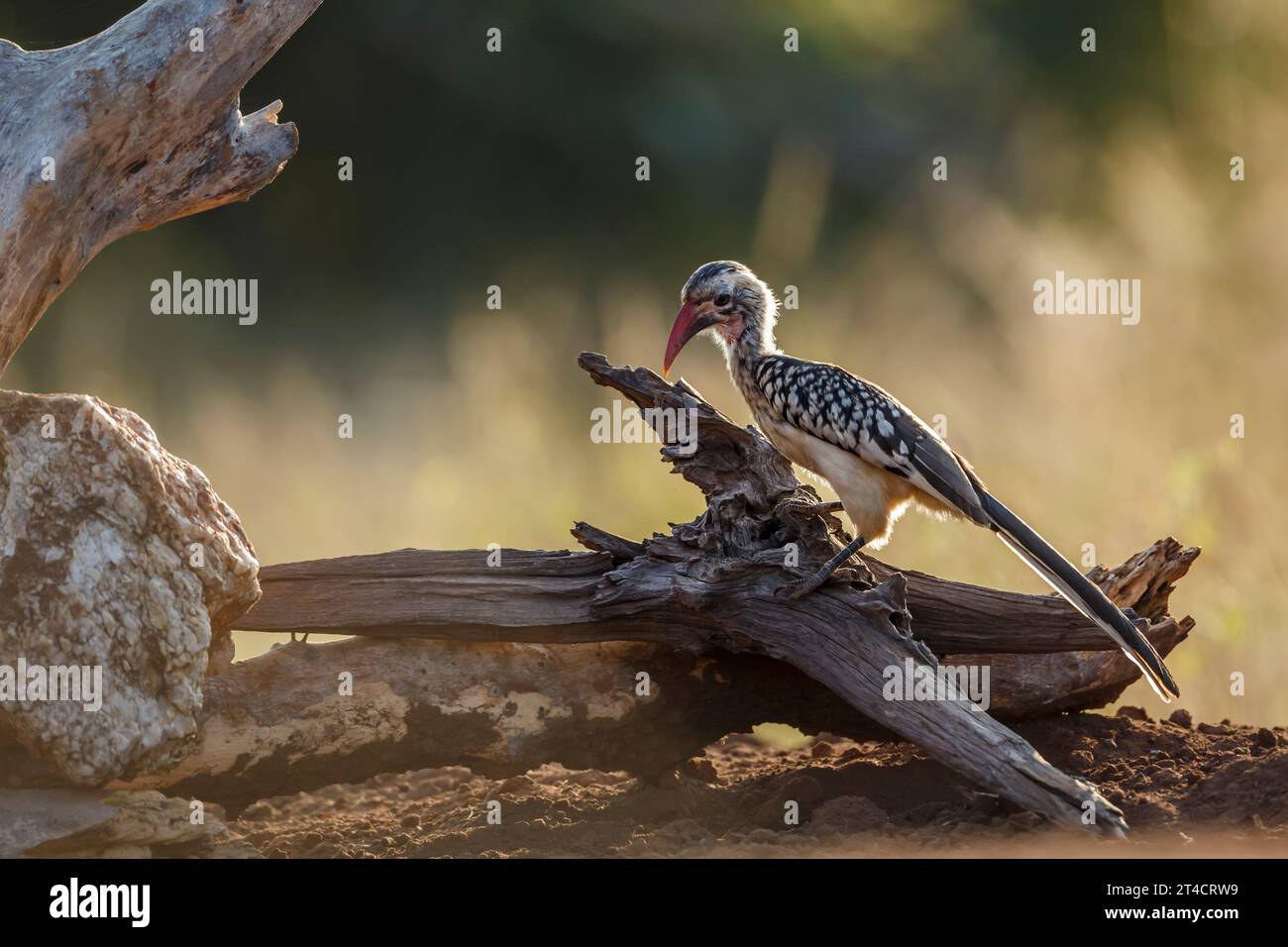 Southern Red a annoncé le Hornbill debout sur une bûche à l'aube dans le parc national Kruger, Afrique du Sud ; espèce Tockus rufirostris famille des Bucerotidae Banque D'Images