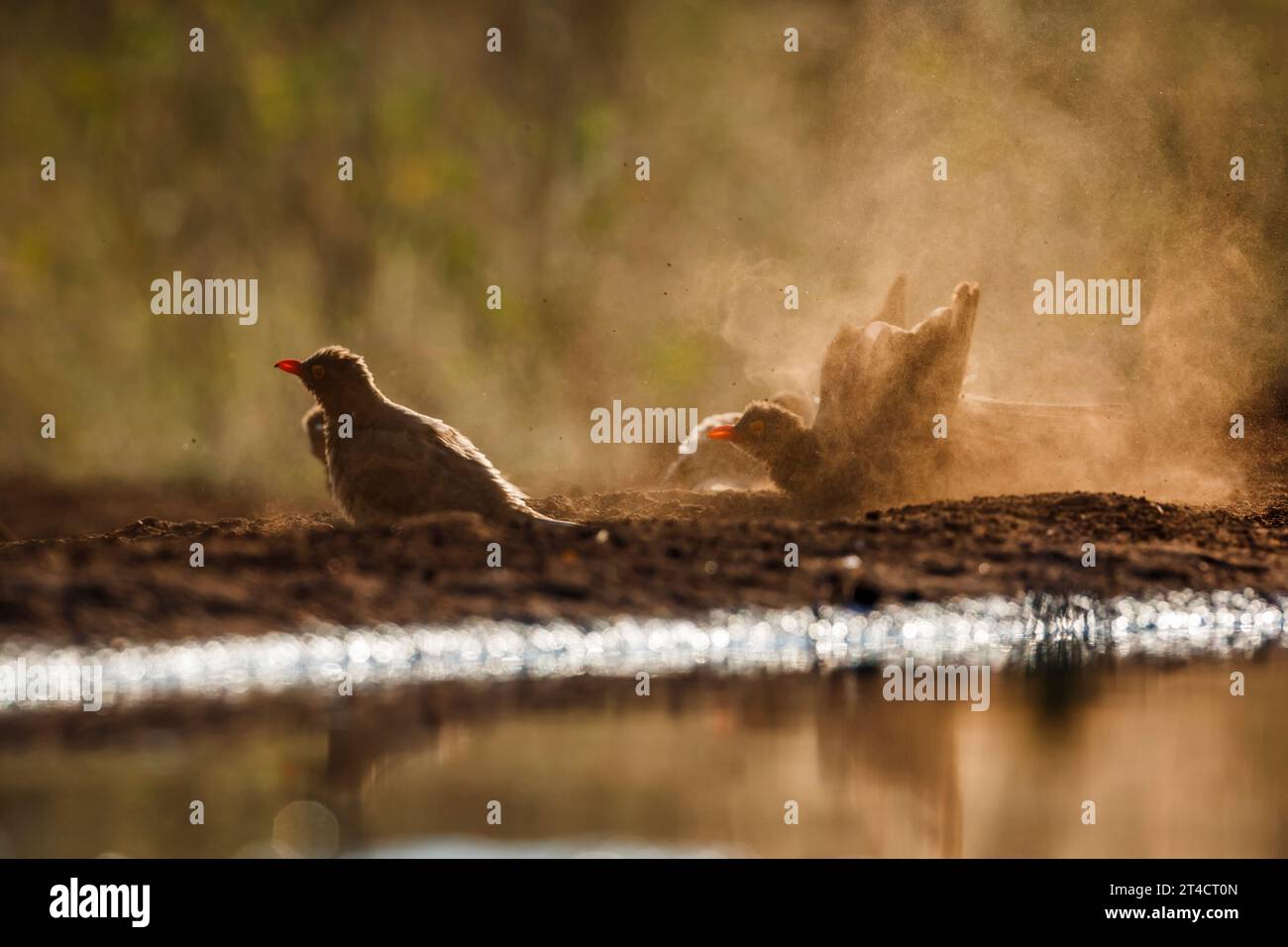 Petit groupe d'Oxpecker à bec rouge secouant le sable à l'aube dans le rétro-éclairage dans le parc national Kruger, Afrique du Sud ; espèce Buphagus erythrorhynchus famille de B. Banque D'Images