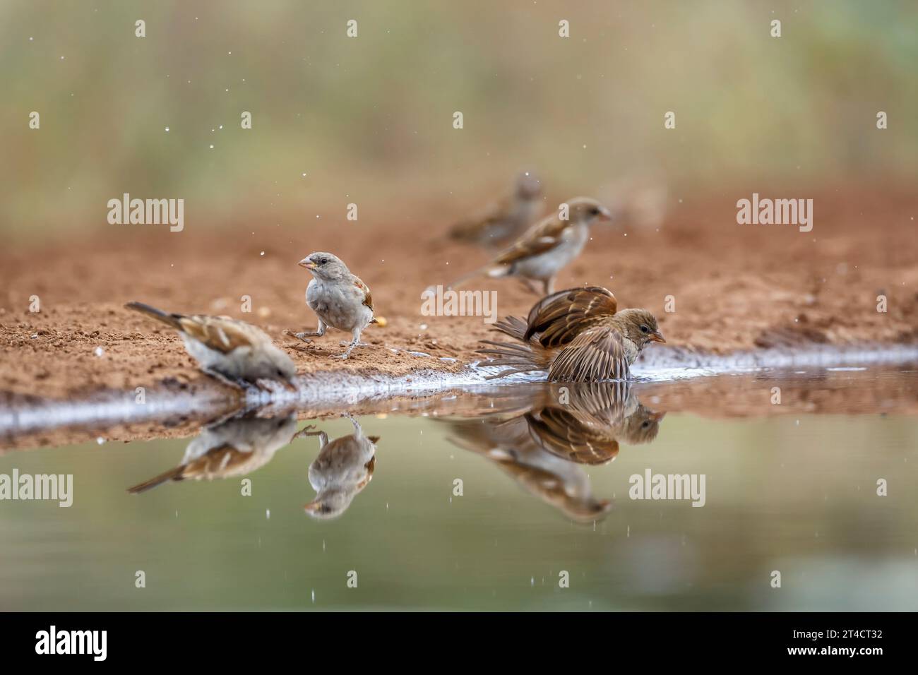 Groupe de Moineau à tête grise du sud se baignant et buvant dans un trou d'eau dans le parc national Kruger, Afrique du Sud ; famille espèce passer diffusus de Passerid Banque D'Images
