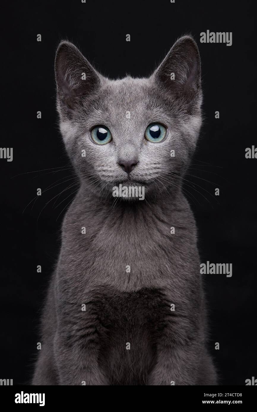 Chaton Gris Aux Yeux Bleus Banque De Photographies Et D images Haute chaton-gris-aux-yeux-bleus-banque-de-photographies-et-d-images-haute