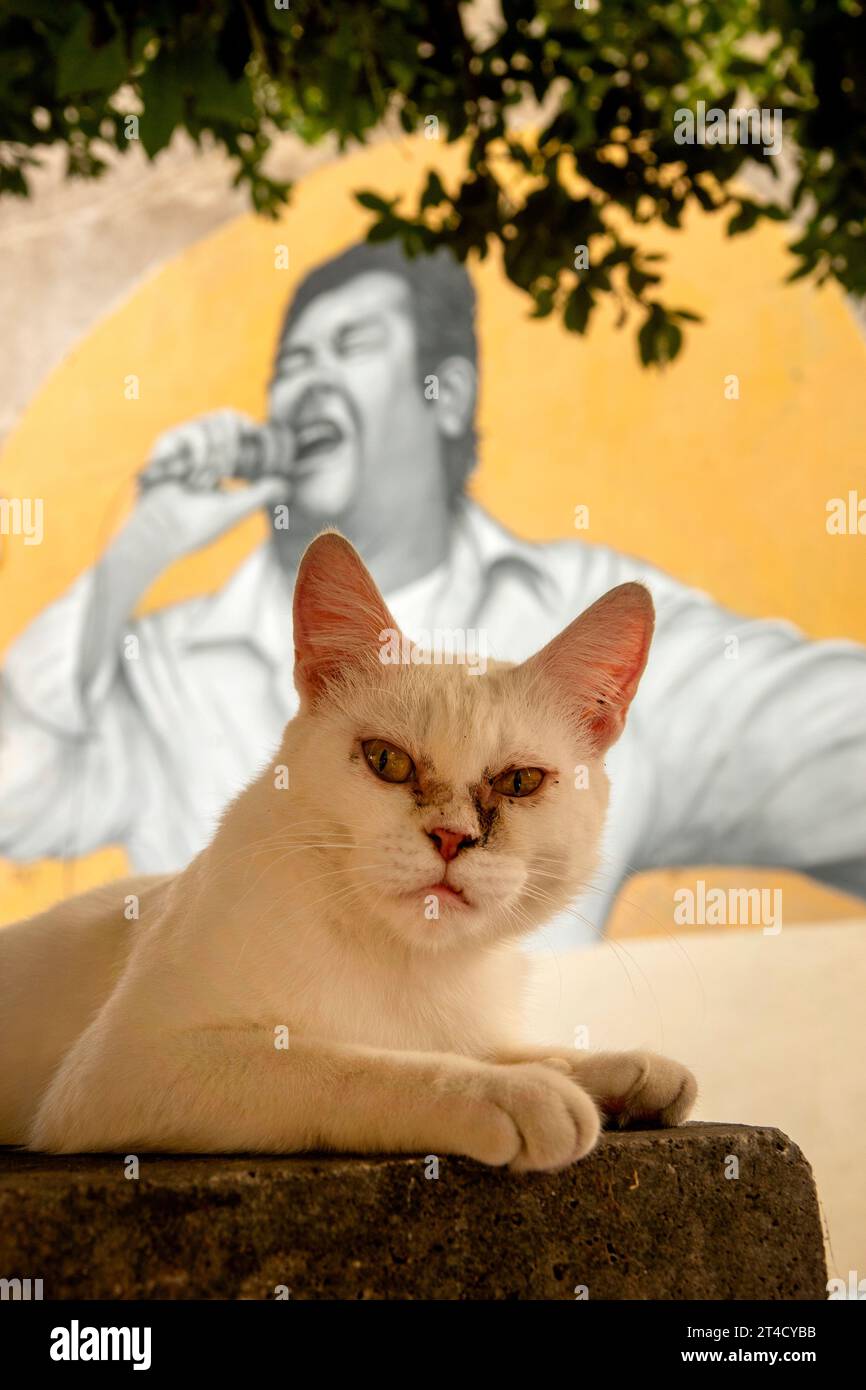 Chat devant la fresque dédiée au 'stornellatore' Alvaro Amici dans le quartier de Garbatella, Rome, Italie Banque D'Images
