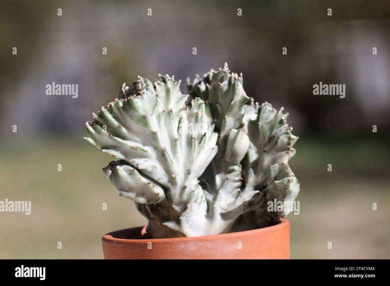 plante verte d'intérieur euphorbia lactea blanc fantôme dragon spure cristata rare Banque D'Images