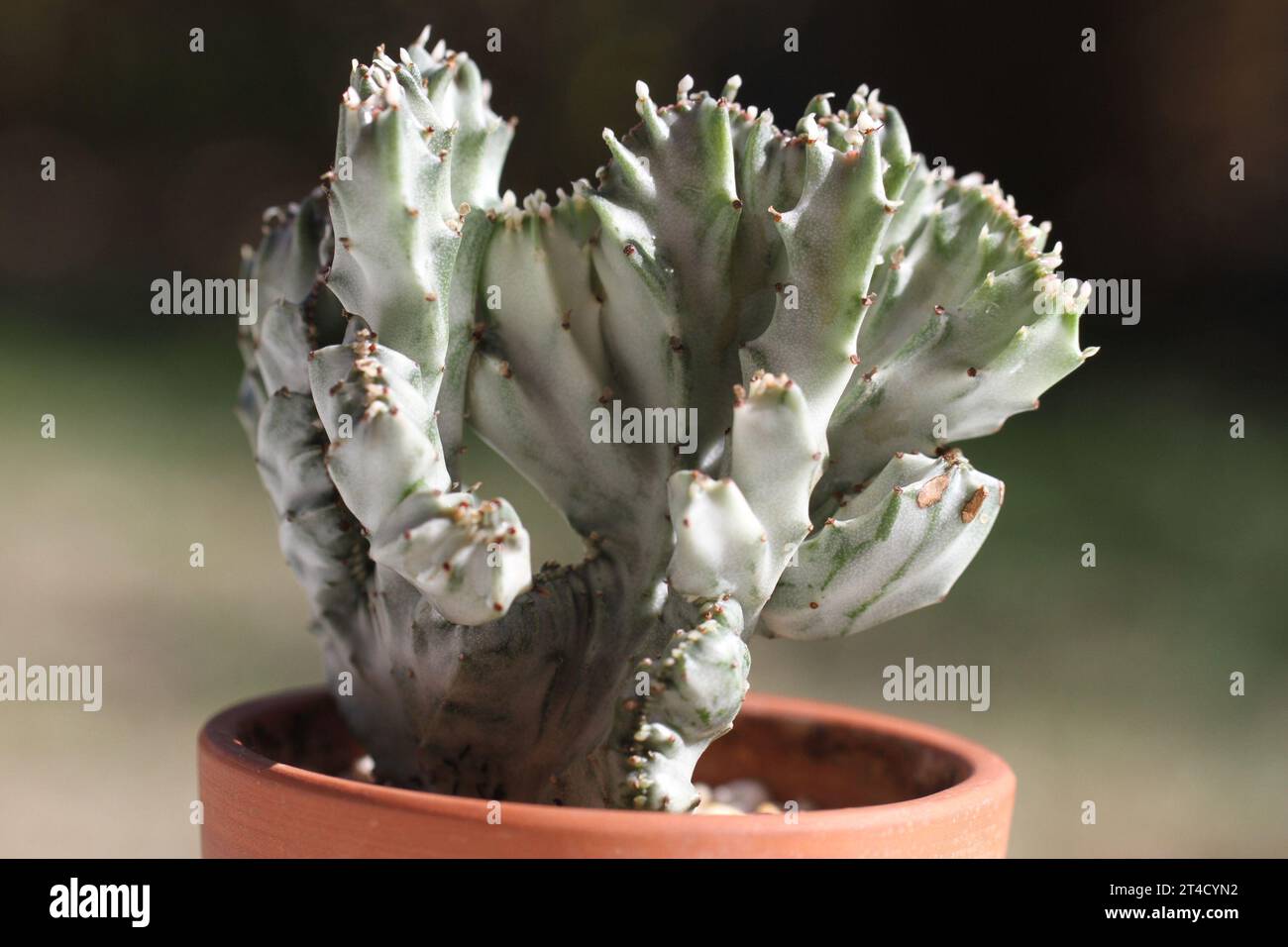 plante verte d'intérieur euphorbia lactea blanc fantôme dragon spure cristata rare Banque D'Images