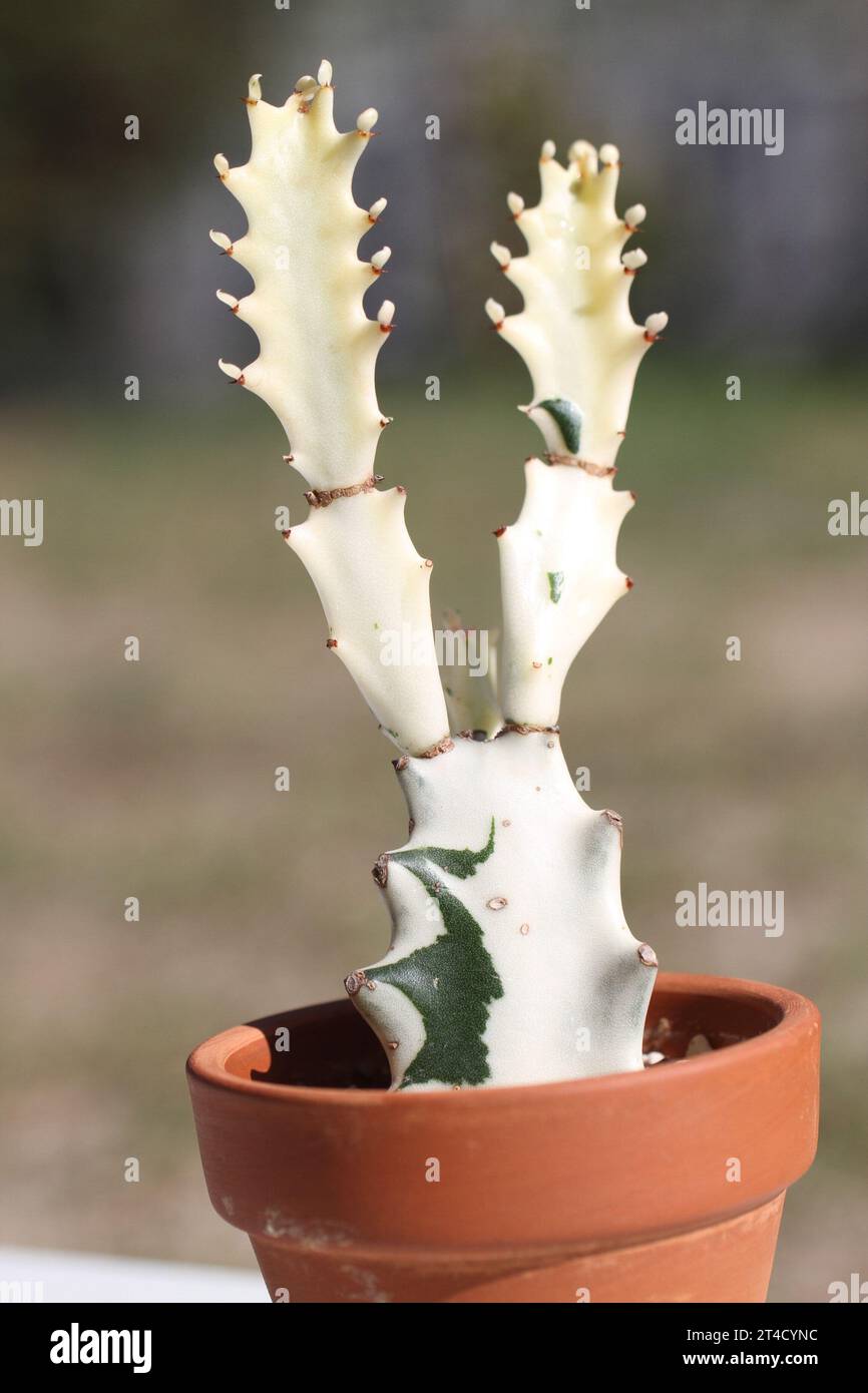 plante verte d'intérieur euphorbia lactea blanc fantôme dragon spure cristata rare Banque D'Images