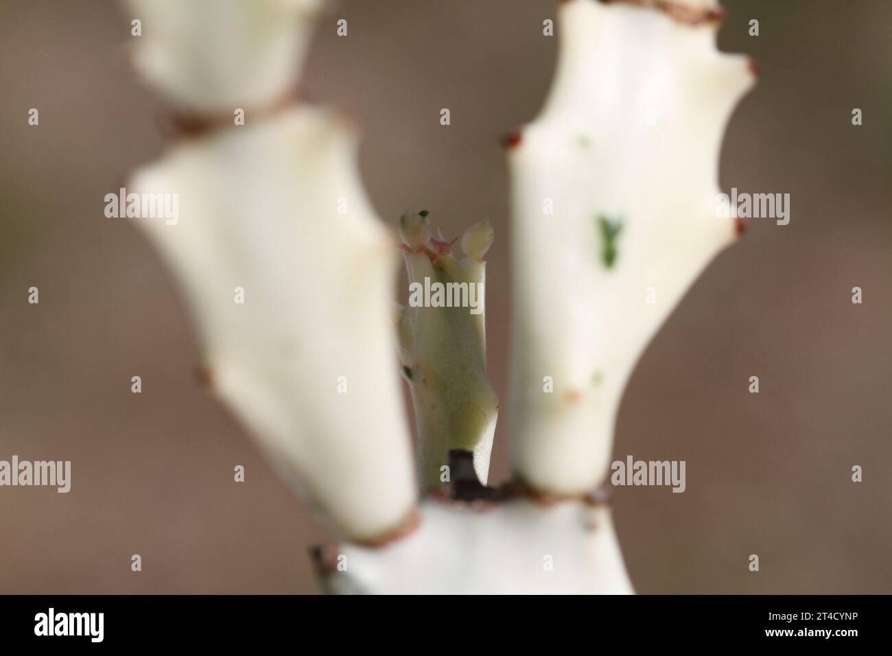 plante verte d'intérieur euphorbia lactea blanc fantôme dragon spure cristata rare Banque D'Images