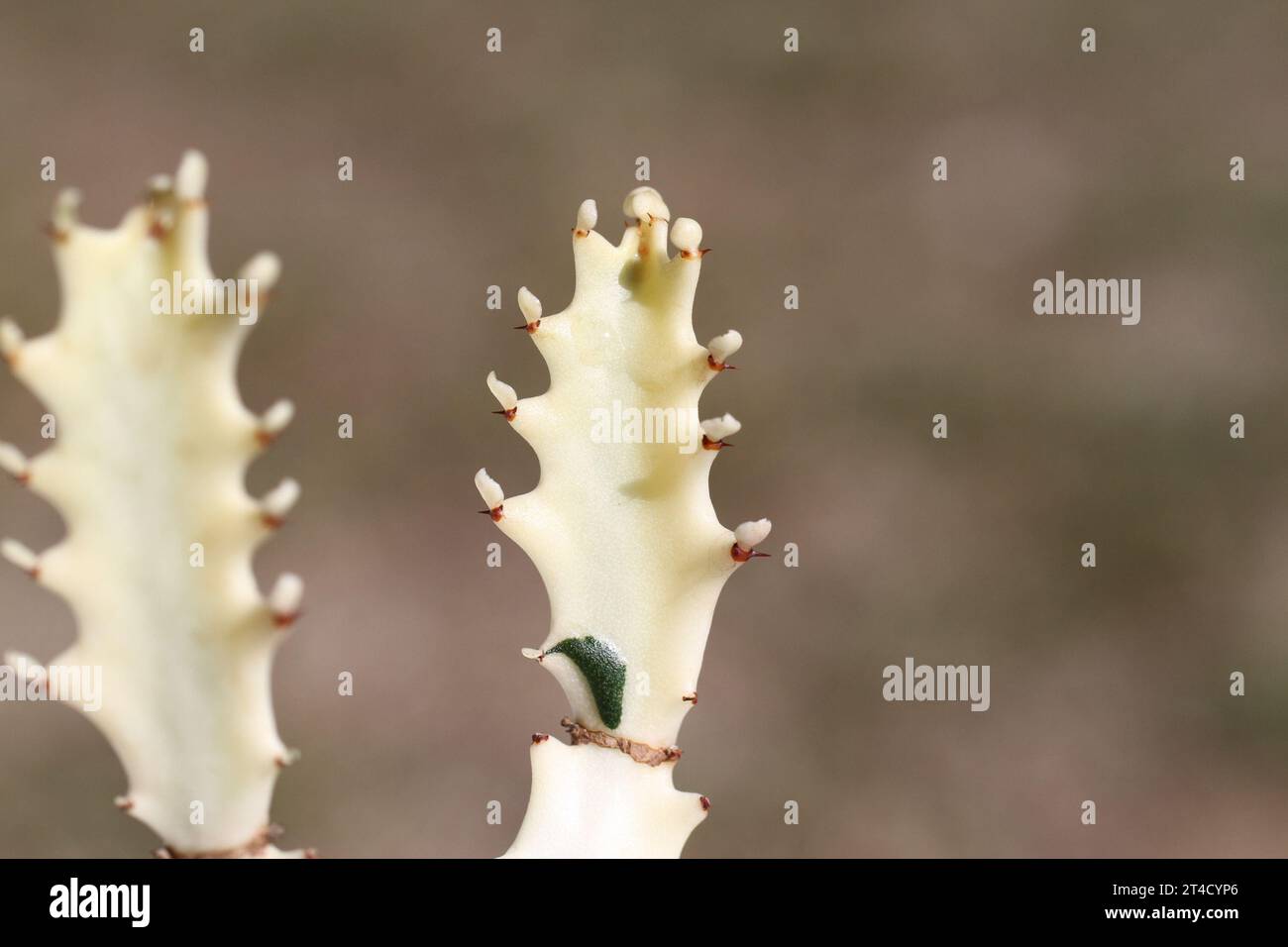 plante verte d'intérieur euphorbia lactea blanc fantôme dragon spure cristata rare Banque D'Images
