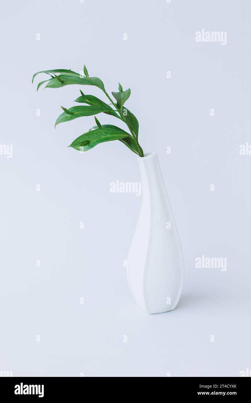 Branche tendre avec des feuilles vertes dans un vase blanc sur fond gris. Concept minimaliste. Banque D'Images