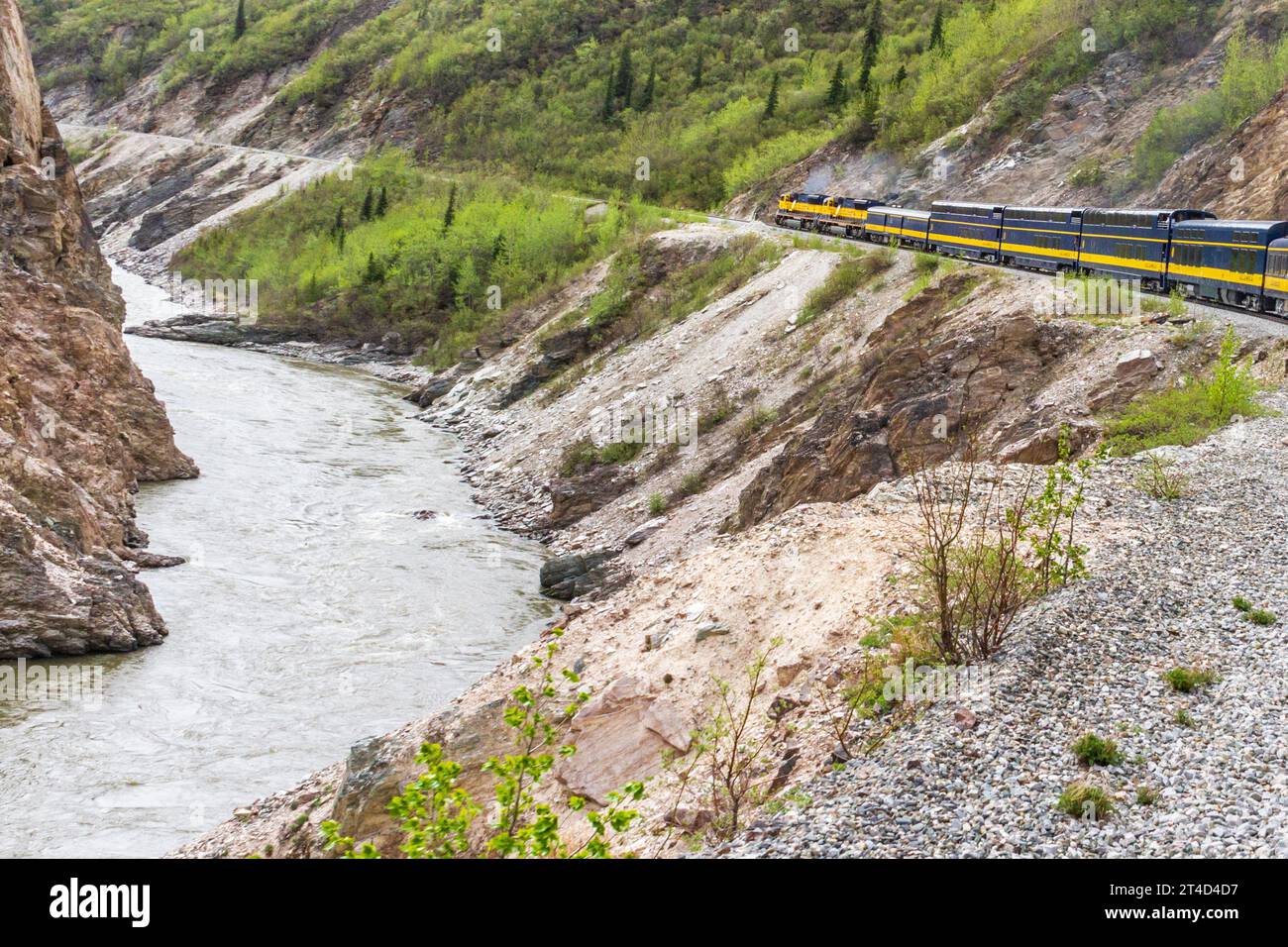 Alaska Railroad (avec Holland America wagons) escalade vers le parc national Denali, suivant la rivière Nenana lit. Banque D'Images