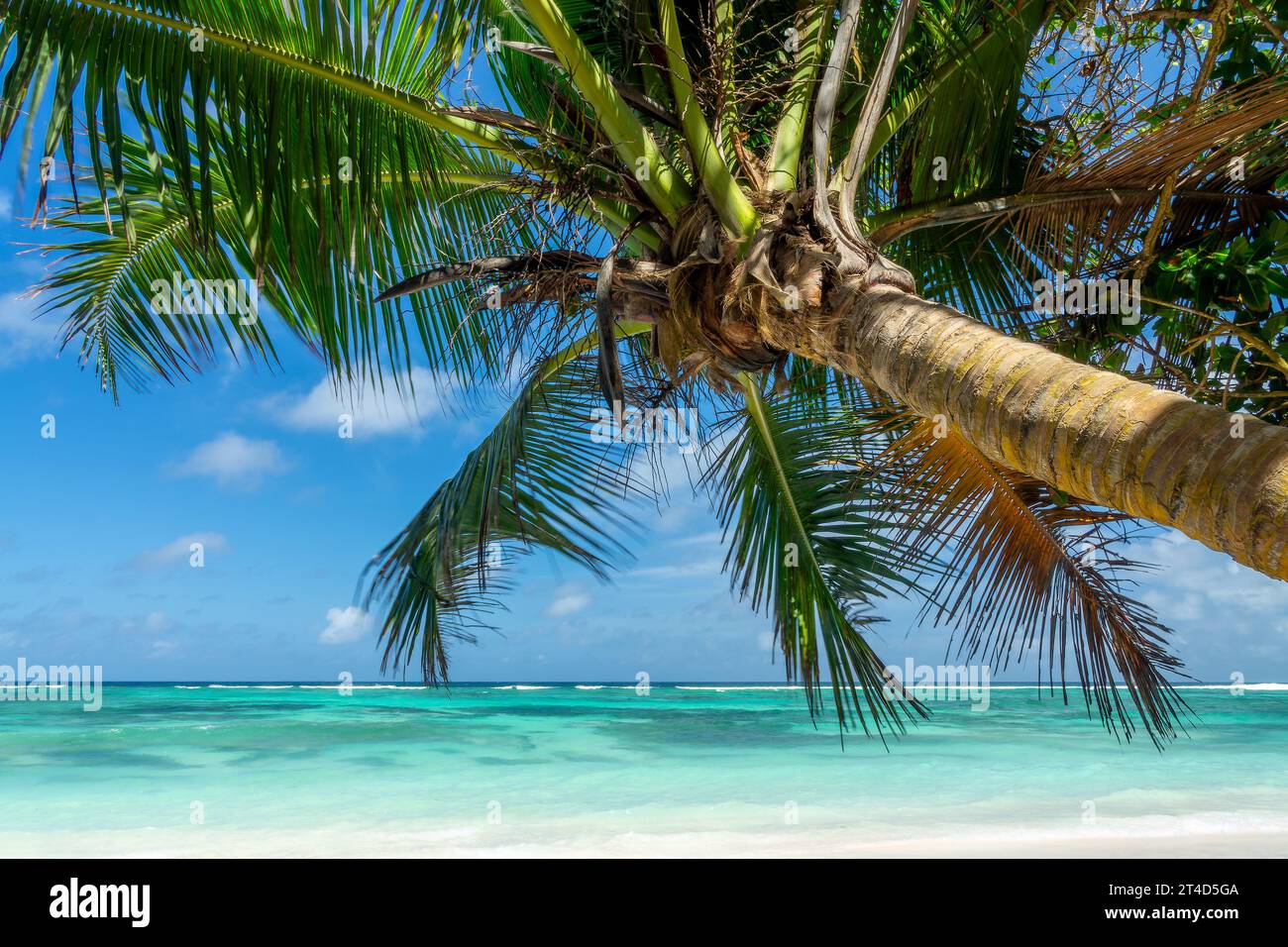 Palmier sur la pittoresque plage de sable tropical Anse Source d'argent, île de la Digue, Seychelles Banque D'Images