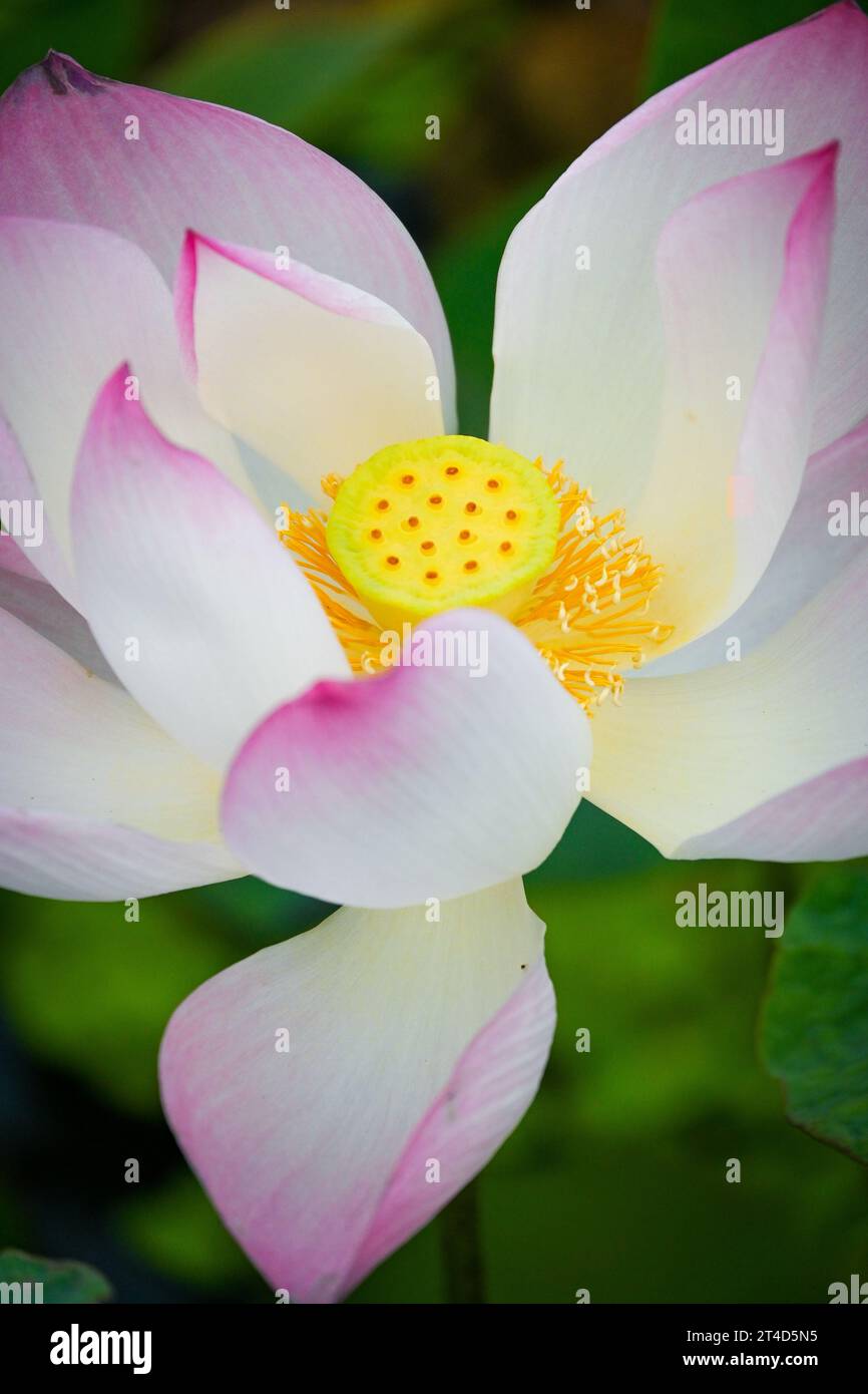 Gros plan d'un nucifera de Nelumbo, également connu sous le nom de fleur de lotus, dans une rivière à Ninh Binh, Vietnam Banque D'Images