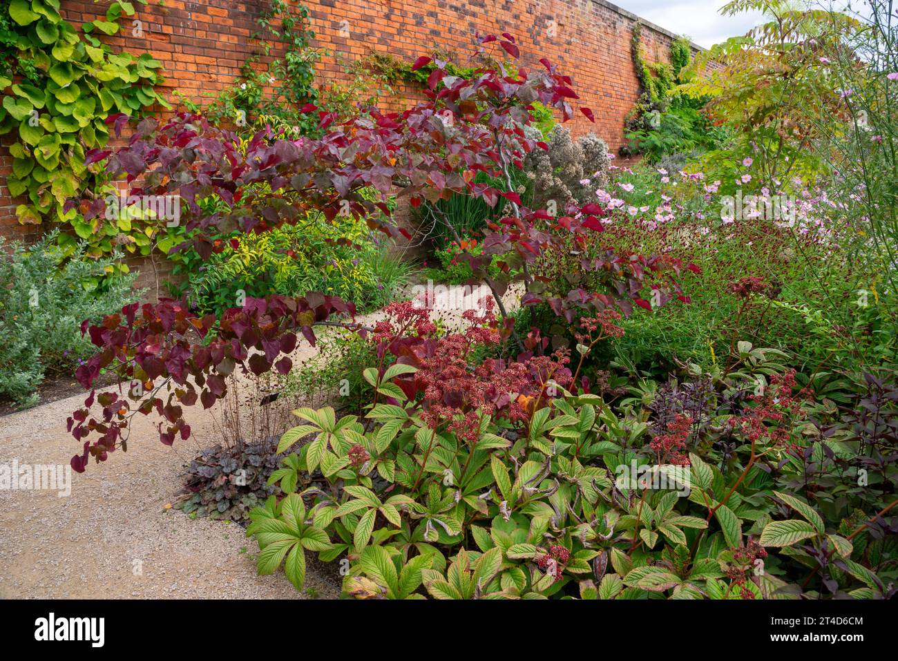 Cercis 'Forest Pansy' et Rodgersia au jardin RHS Bridgewater à Worsley, Salford, Manchester, Angleterre. Banque D'Images