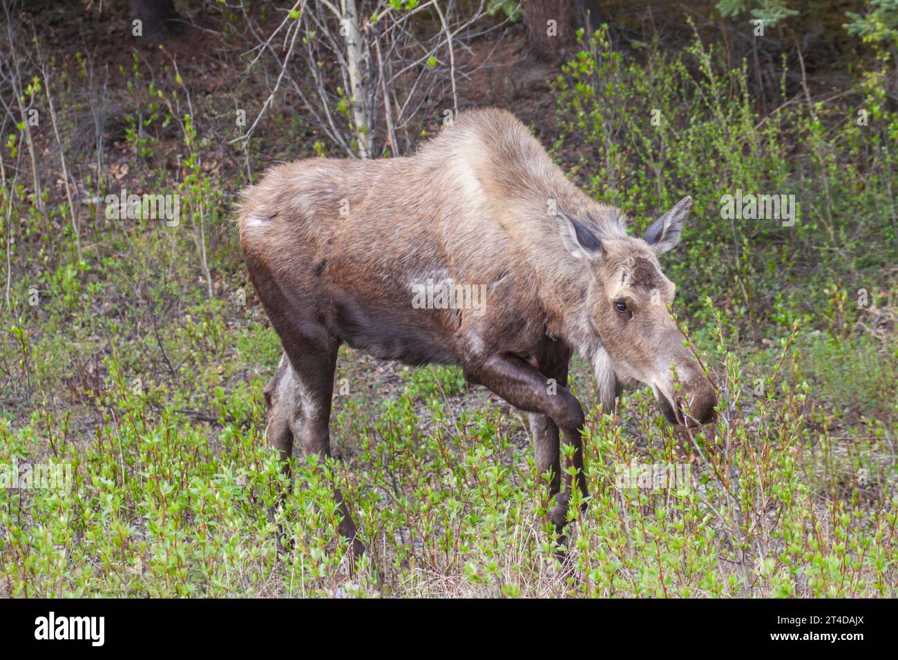 Moose, Alces alces, connu en Europe sous le nom de wapitis eurasien, dans le parc national Denali en Alaska. L'orignal est le plus grand membre de la famille des cerfs. Banque D'Images