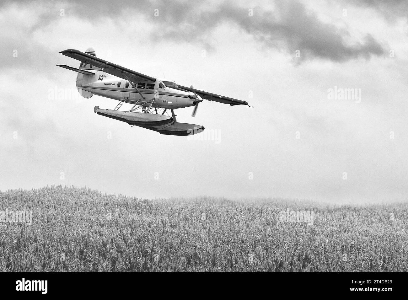 Photo en noir et blanc d'Un hydravion Harbour Air Turbo Otter, DHC-3-T, Floatplane volant à basse altitude au-dessus d'arbres couverts de neige en Colombie-Britannique, Canada. Banque D'Images