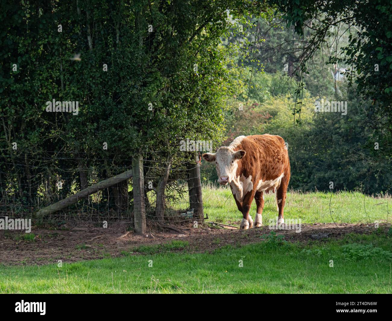 Une seule vache Hereford marchant à travers un vide entre les champs Banque D'Images