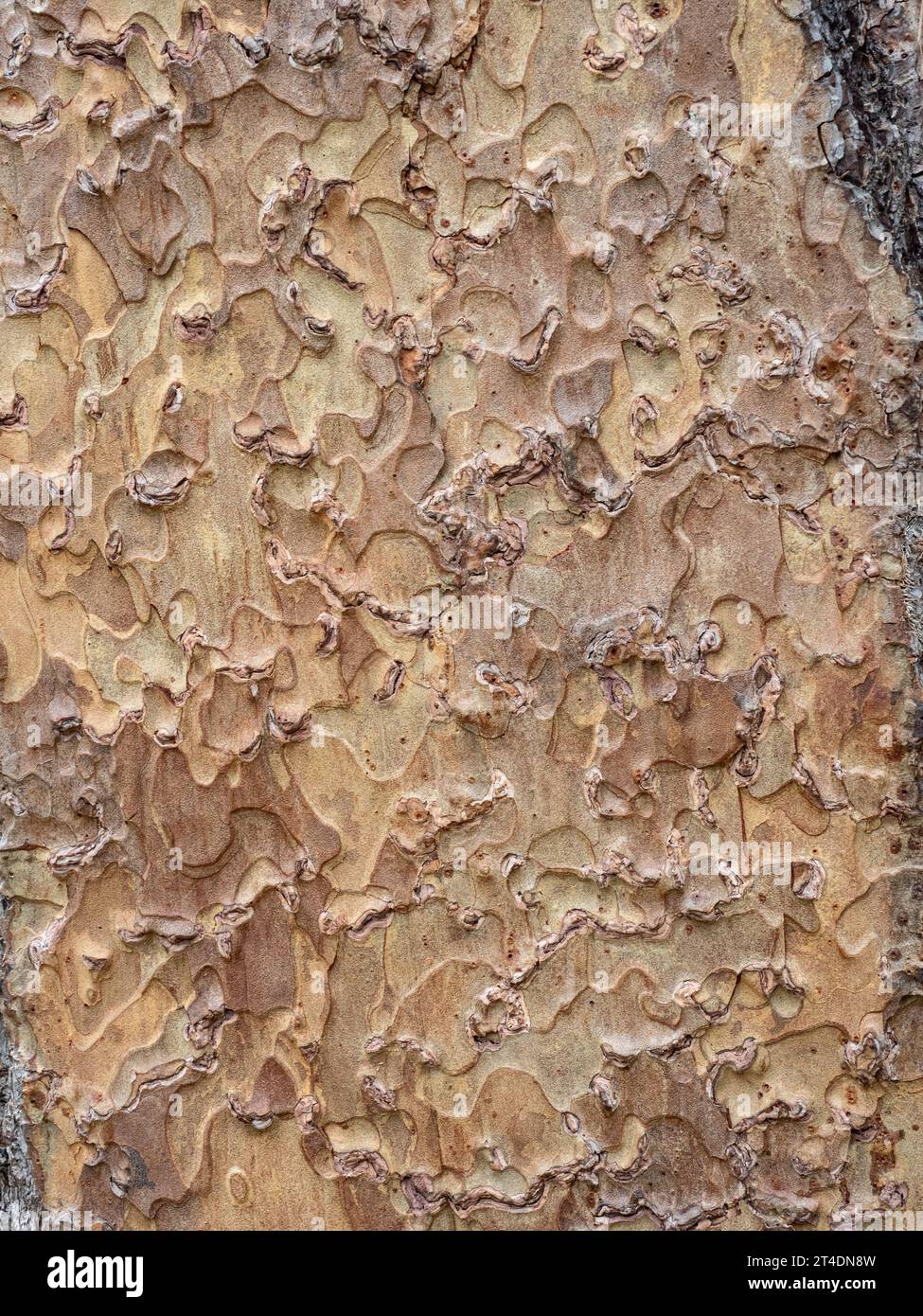 Gros plan de l'écorce écailleuse brun clair de Pinus ponderosa le PIN jaune de l'Ouest. Banque D'Images