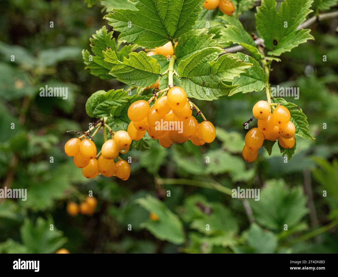 Baies jaune vif et feuillage vert foncé du rosier Viburnum opulus 'Xanthocarpam' Banque D'Images