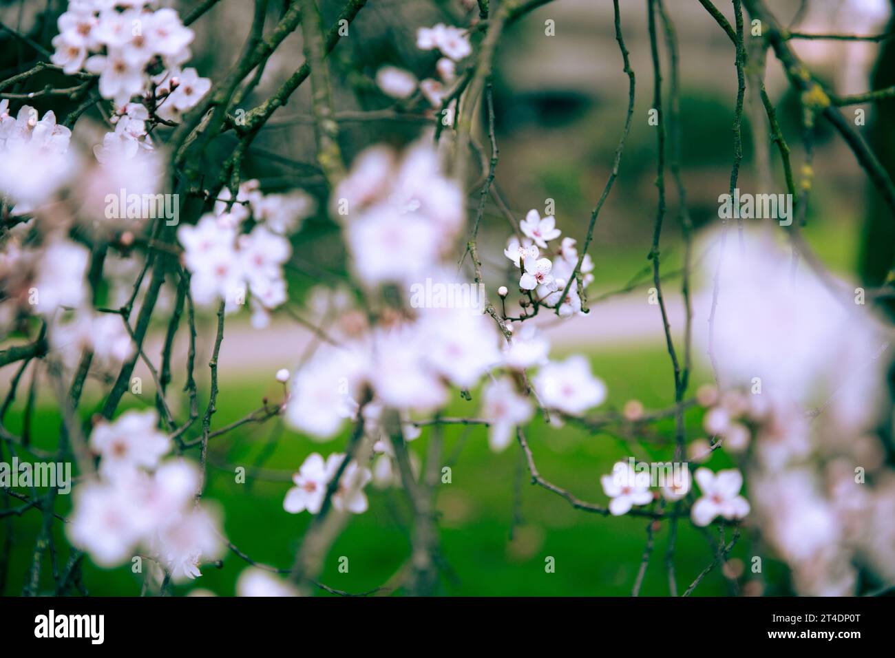 Les fleurs fleurissent alors que les gens passent leur temps à Regent’s Park, à Londres. Banque D'Images