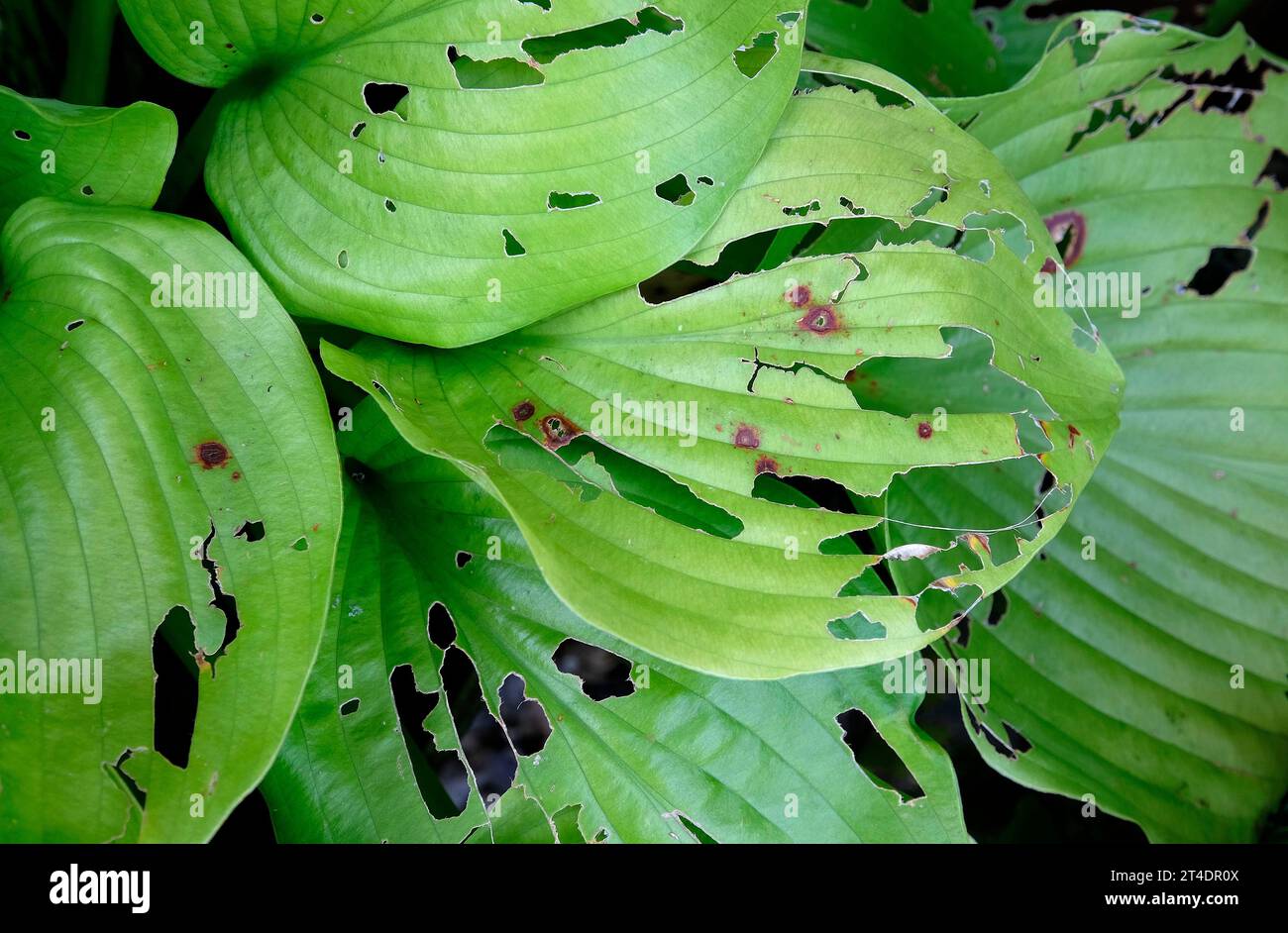 la limace a mangé des feuilles de plante hosta dans un jardin anglais, norfolk, angleterre Banque D'Images