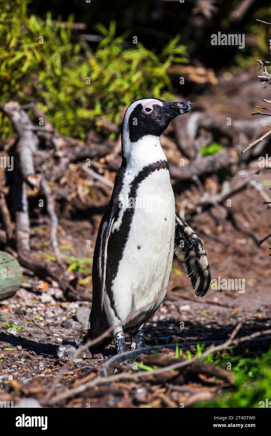 Un seul pingouin parmi les buissons Banque D'Images