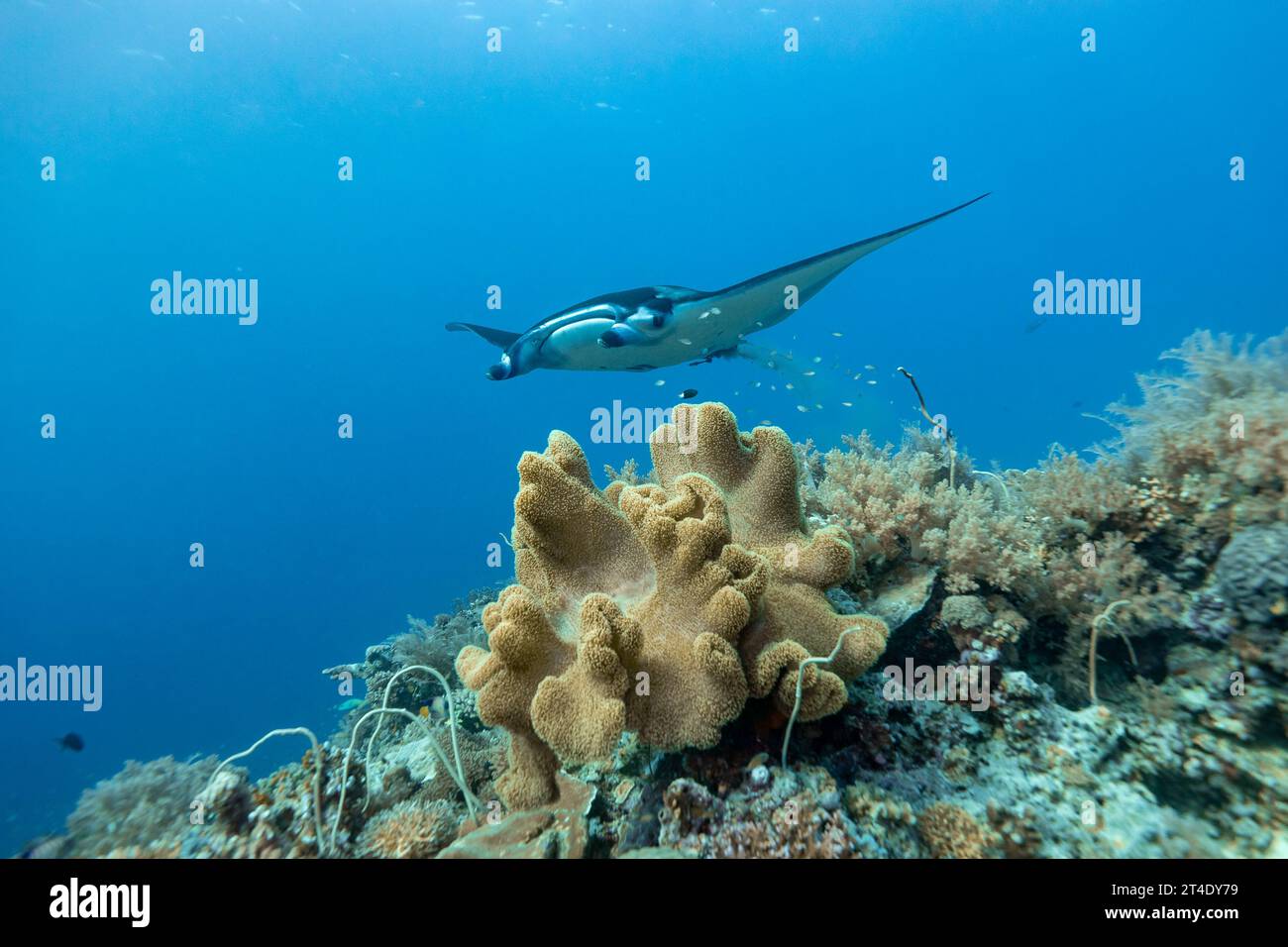 La raie Manta, Cephalopterus manta, déféque alors qu'elle glisse sur le récif corallien dans les eaux tropicales bleues claires Banque D'Images