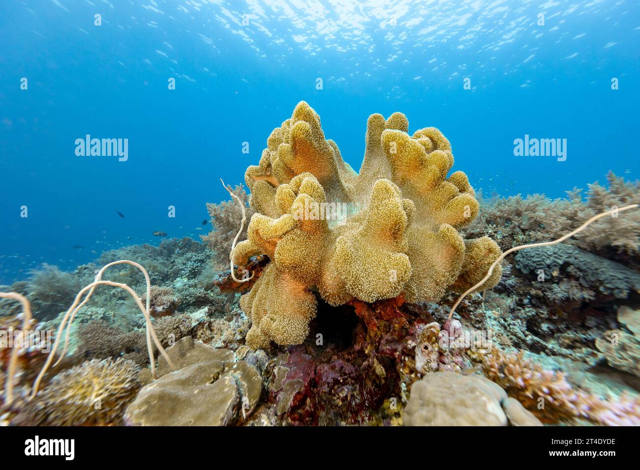 Grand tabouret en cuir corail, Sarcophyton glaucum, affleurement sur récif corallien dans les eaux tropicales bleues Banque D'Images