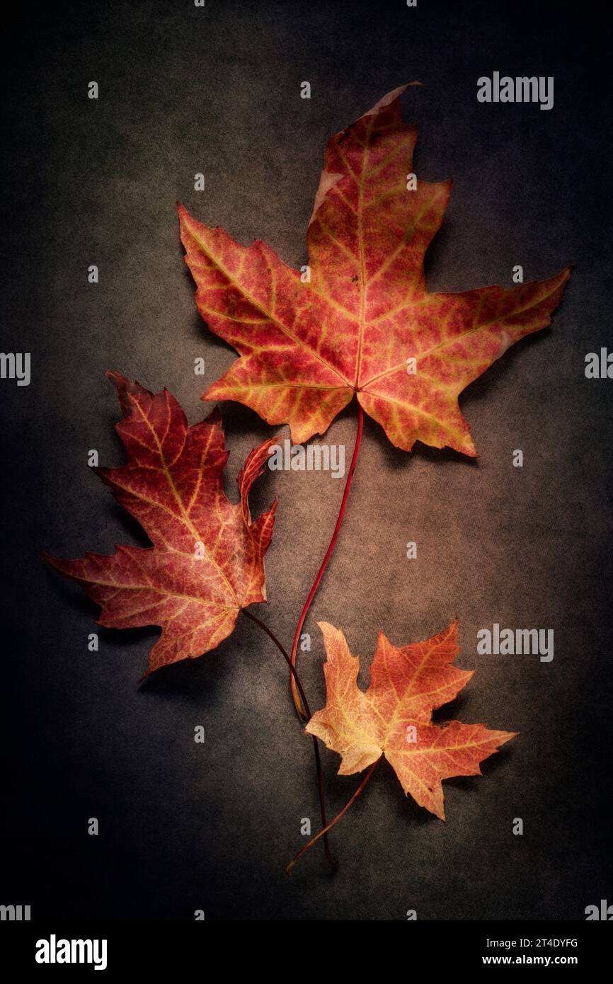 Nature morte d'automne avec trois feuilles d'érable Banque D'Images