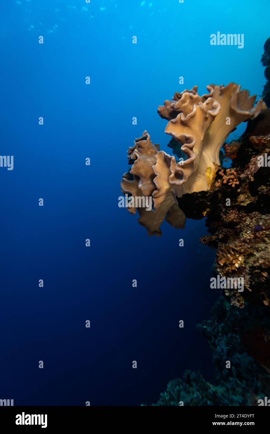 Corail en cuir, Sarcophyton glaucum, s'accroche au mur d'un récif corallien avec l'océan bleu profond tout autour Banque D'Images