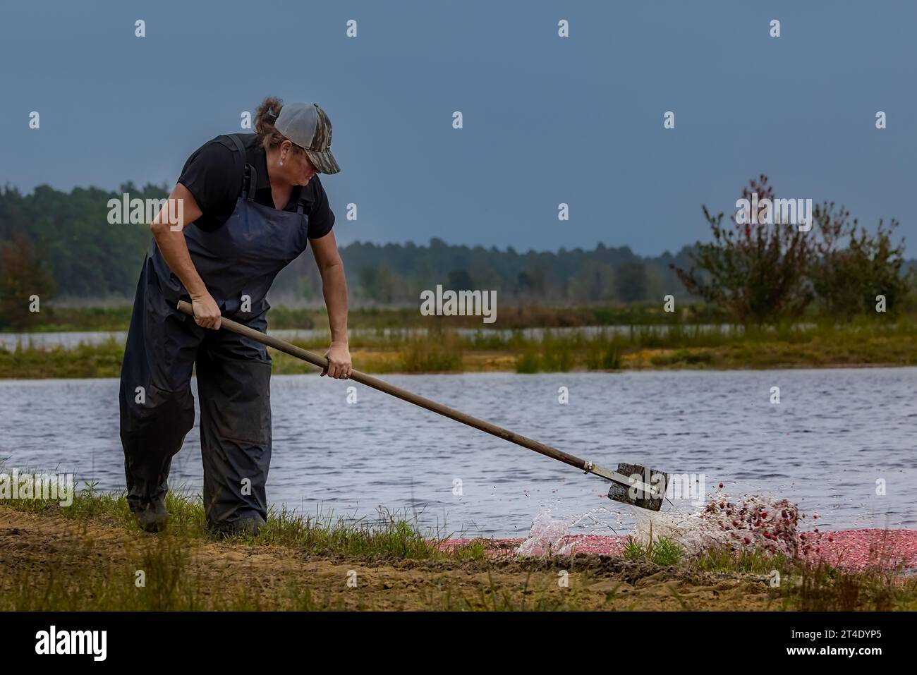 Les agriculteurs ramassent des canneberges inondées dans la tourbière pendant la saison de récolte. Banque D'Images