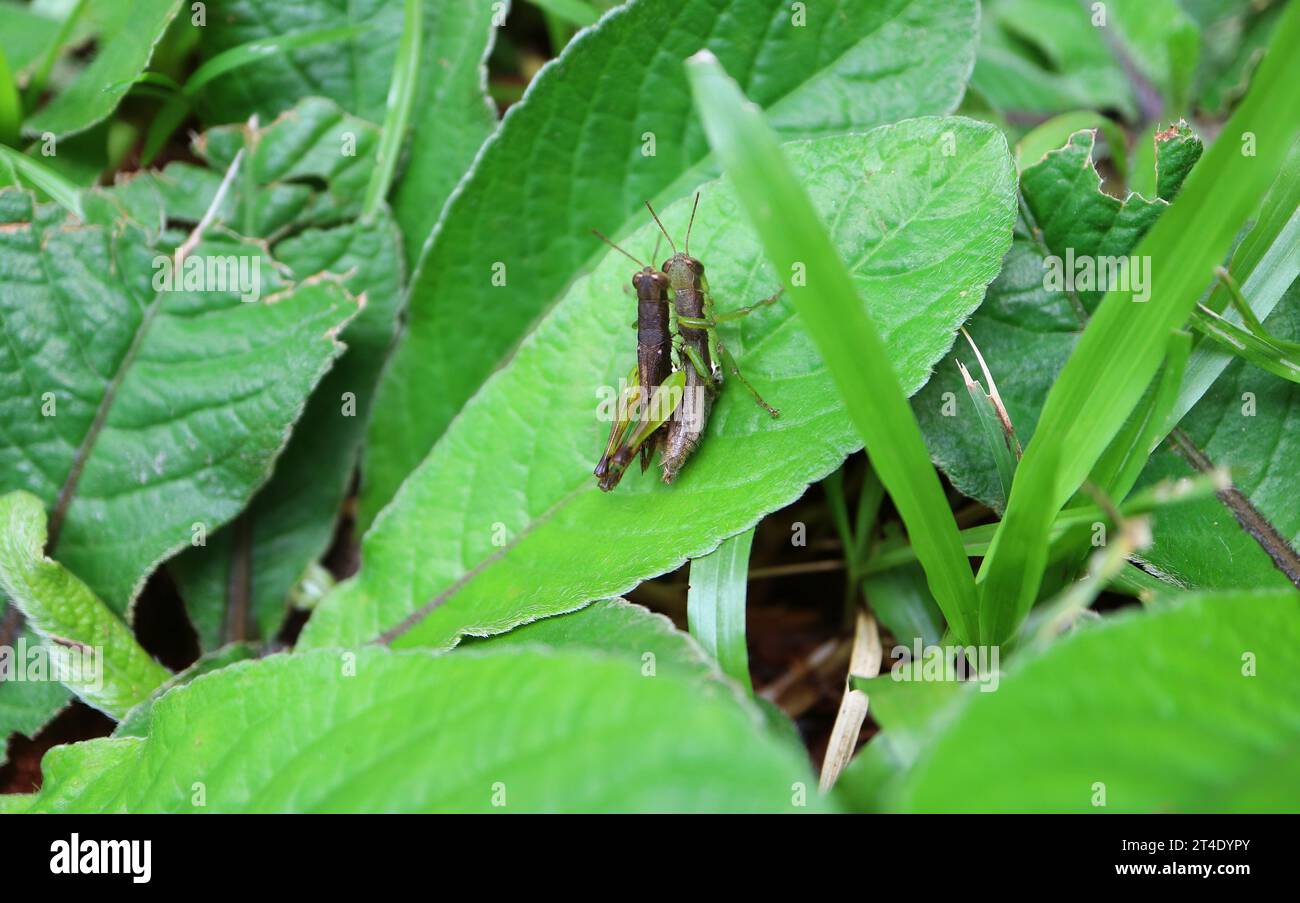 Paire de sauterelles s'accouplant sur une feuille verte vibrante dans la forêt tropicale Banque D'Images