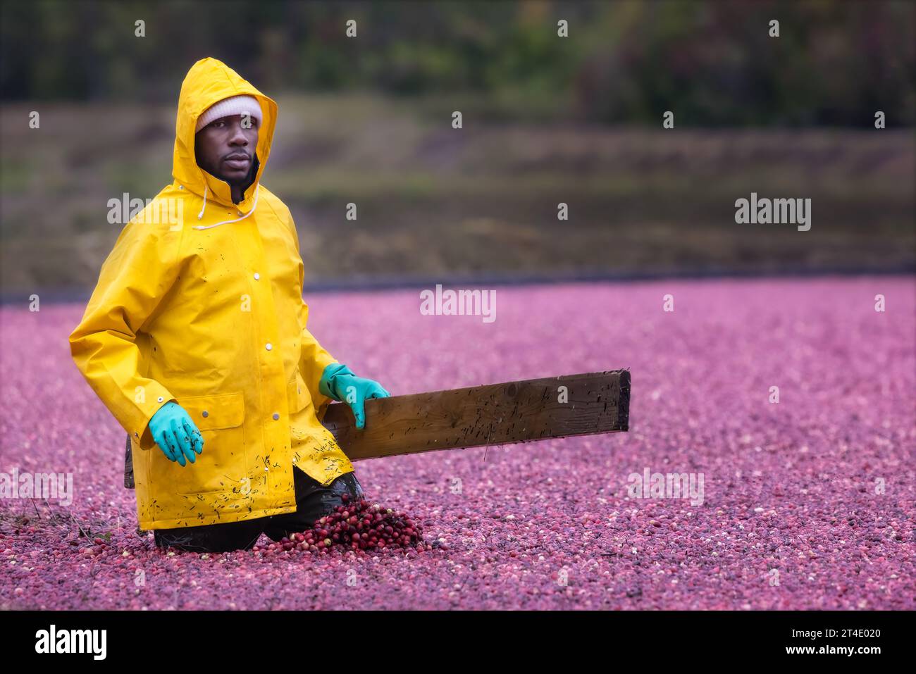 Les agriculteurs ramassent des canneberges inondées dans la tourbière pendant la saison de récolte. Banque D'Images