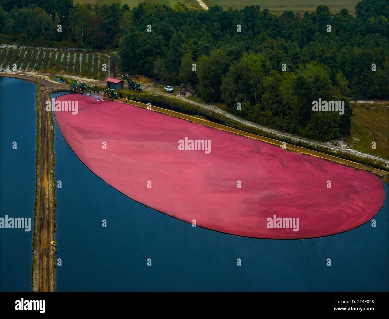 Cranberry Harvest NJ - vue aérienne d'une tourbière inondée dans la région sud du New Jersey. Banque D'Images