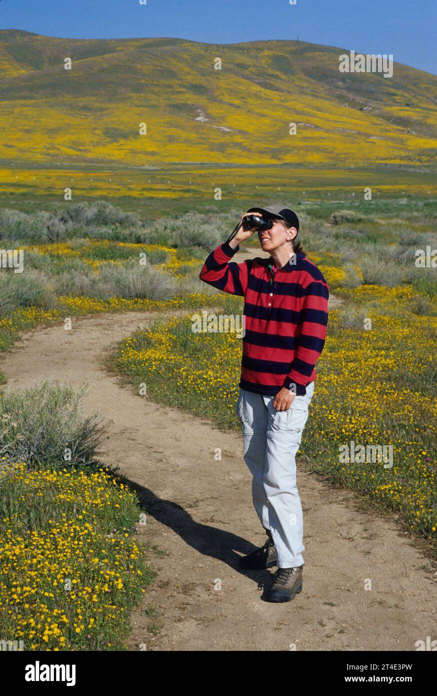 Sentier du pavot, Antelope Valley California Poppy State Reserve, Californie Banque D'Images