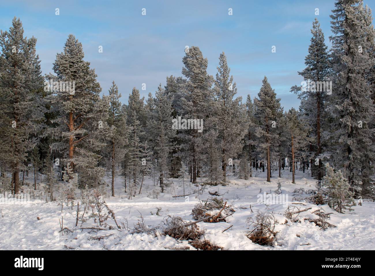 Paysage hivernal de la ville de Jukkasjarvi, Suède. Situé dans le nord de la Suède dans la municipalité de Kiruna. Province de Laponie. Banque D'Images