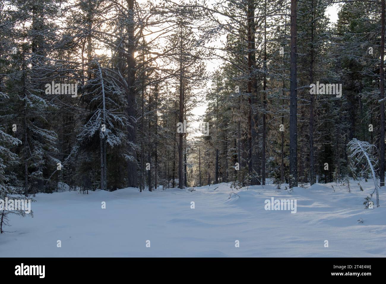 Paysage hivernal magique. Arbres enneigés. Helsinki. Finlande. Photographié avant le coucher du soleil en décembre. Banque D'Images