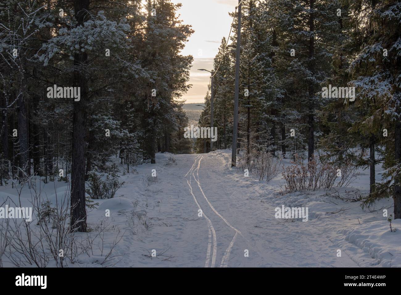 Paysage hivernal magique. Arbres enneigés. Helsinki. Finlande. Photographié avant le coucher du soleil en décembre. Banque D'Images