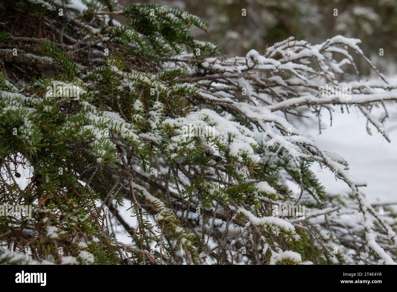 Paysage hivernal magique. Arbres enneigés. Helsinki. Finlande. Photographié avant le coucher du soleil en décembre. Banque D'Images