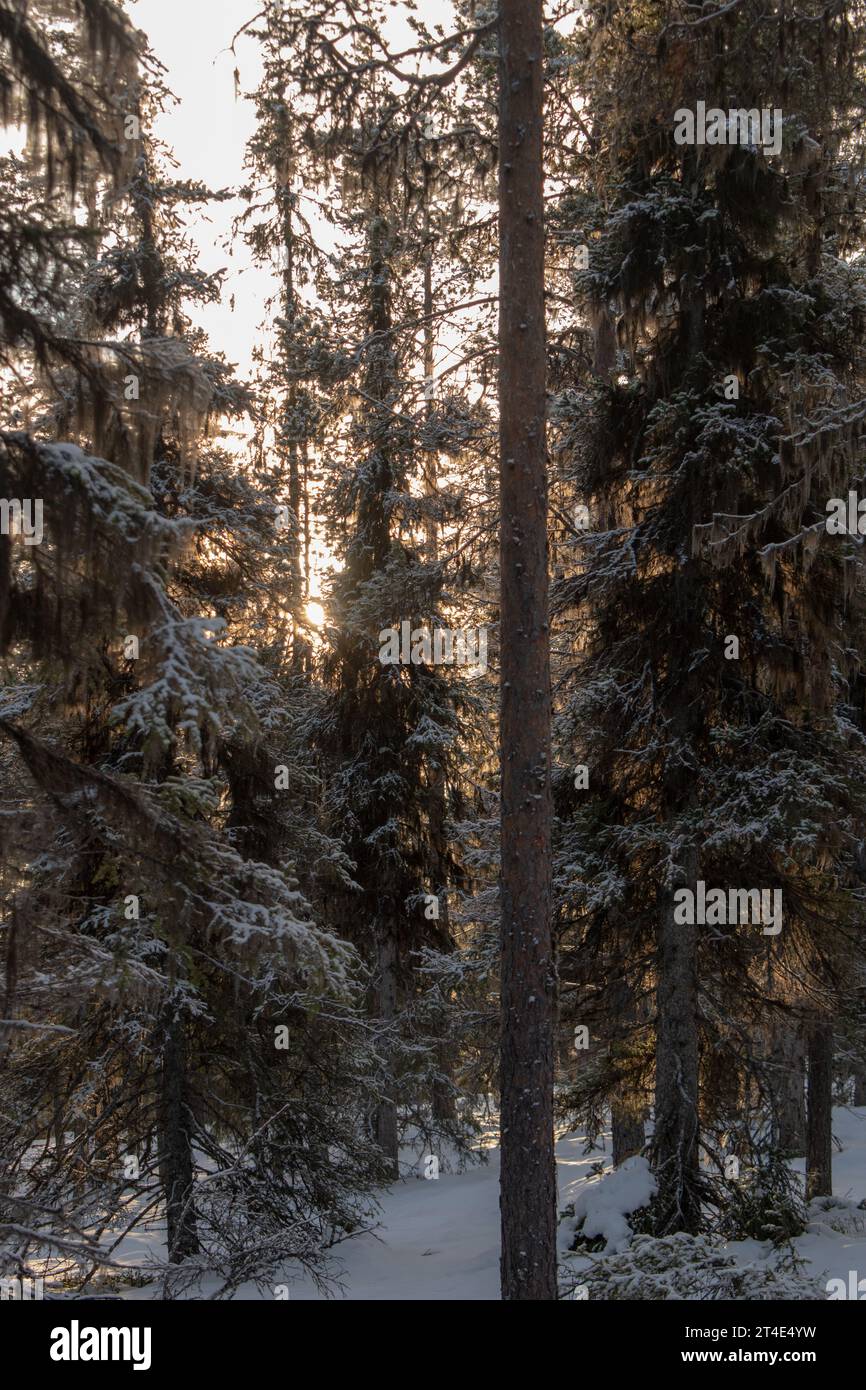 Paysage hivernal magique. Arbres enneigés. Helsinki. Finlande. Photographié avant le coucher du soleil en décembre. Banque D'Images
