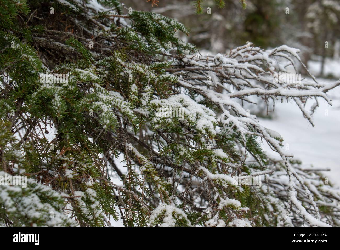 Paysage hivernal magique. Arbres enneigés. Helsinki. Finlande. Photographié avant le coucher du soleil en décembre. Banque D'Images