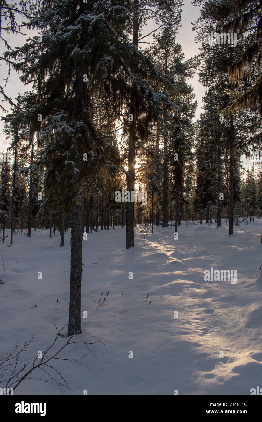Paysage hivernal magique. Arbres enneigés. Helsinki. Finlande. Photographié avant le coucher du soleil en décembre. Banque D'Images