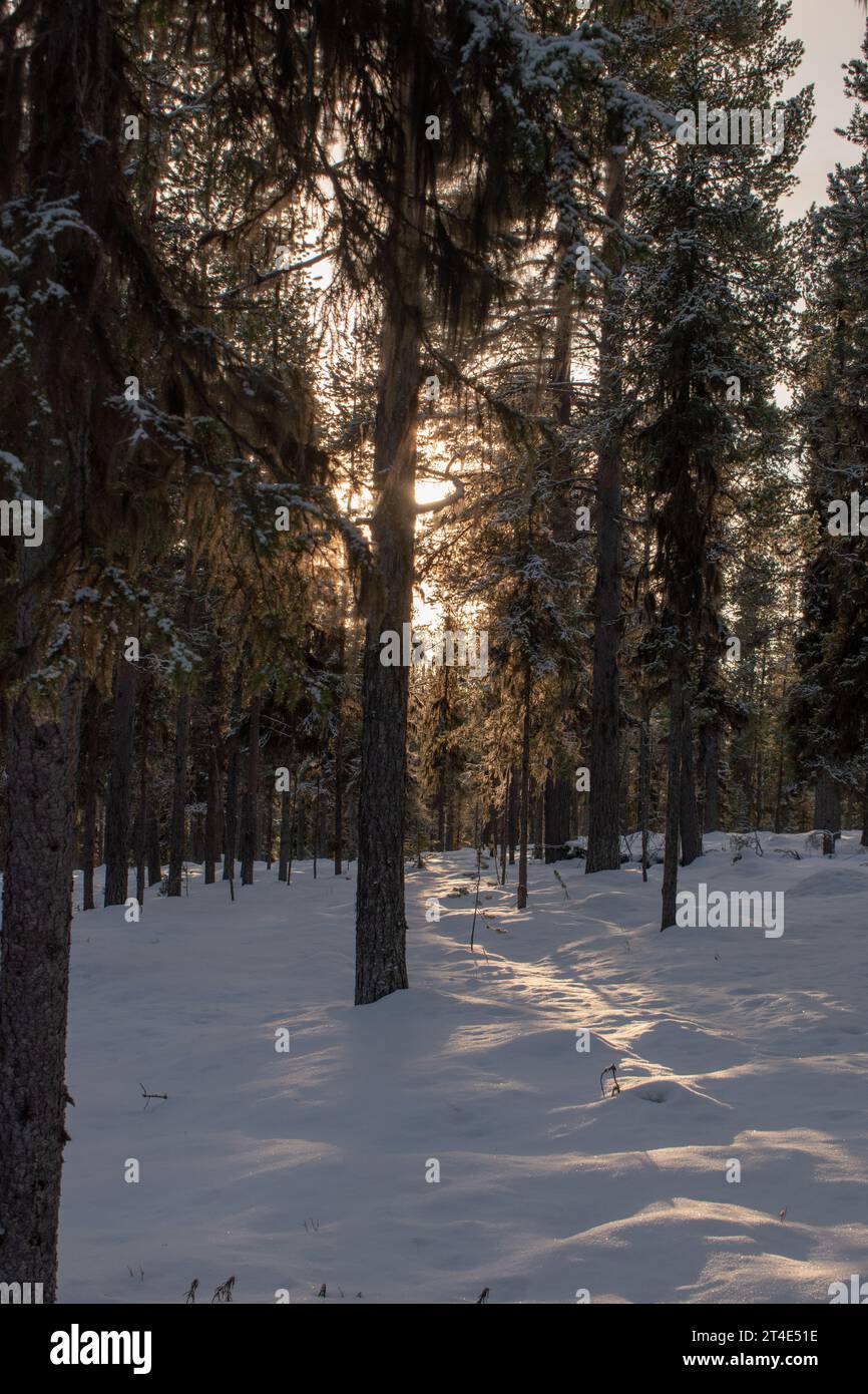 Paysage hivernal magique. Arbres enneigés. Helsinki. Finlande. Photographié avant le coucher du soleil en décembre. Banque D'Images