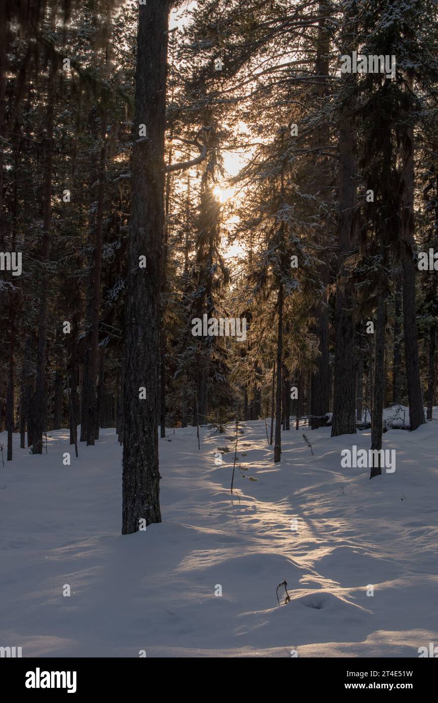 Paysage hivernal magique. Arbres enneigés. Helsinki. Finlande. Photographié avant le coucher du soleil en décembre. Banque D'Images
