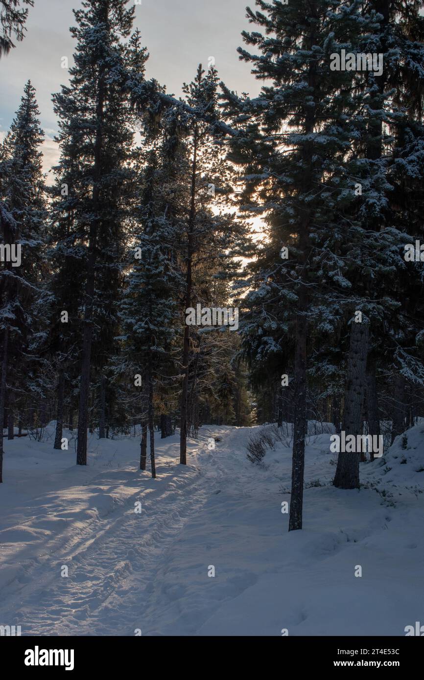 Paysage hivernal magique. Arbres enneigés. Helsinki. Finlande. Photographié avant le coucher du soleil en décembre. Banque D'Images