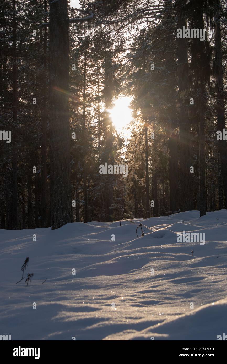 Paysage hivernal magique. Arbres enneigés. Helsinki. Finlande. Photographié avant le coucher du soleil en décembre. Banque D'Images