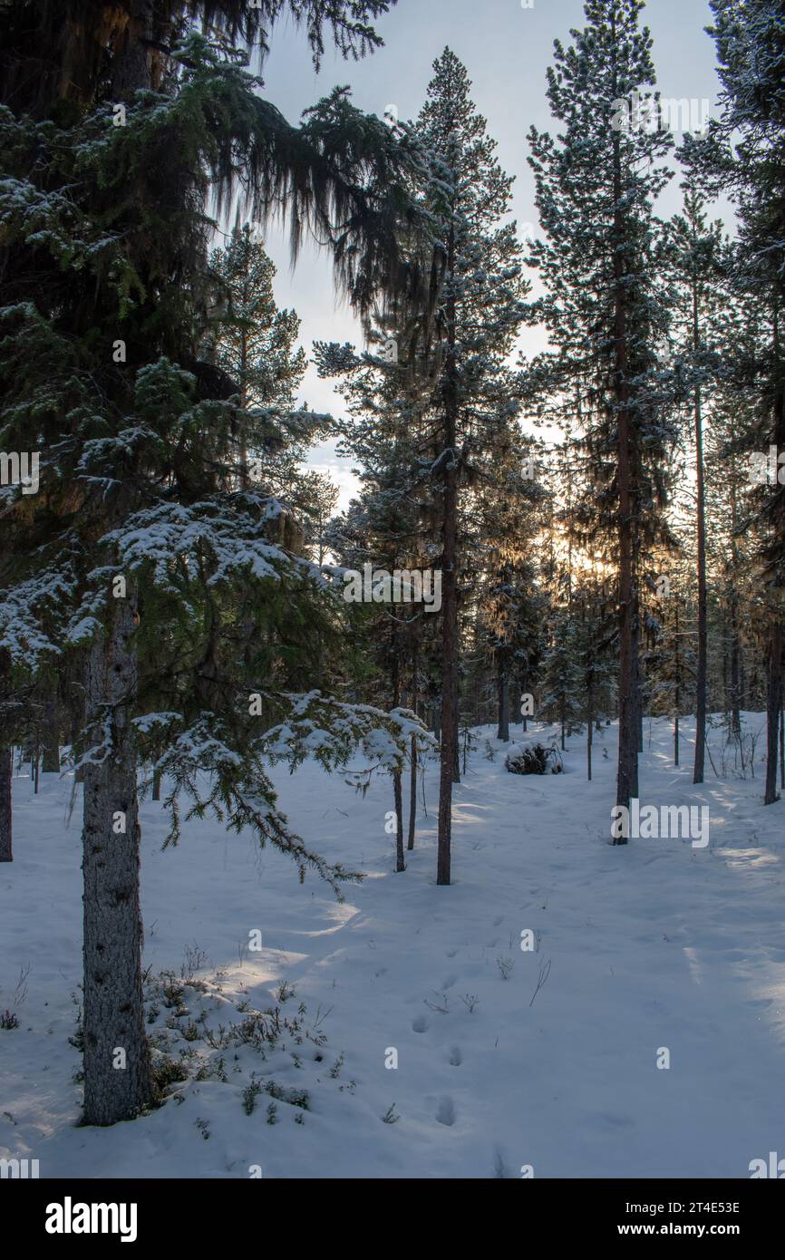 Paysage hivernal magique. Arbres enneigés. Helsinki. Finlande. Photographié avant le coucher du soleil en décembre. Banque D'Images