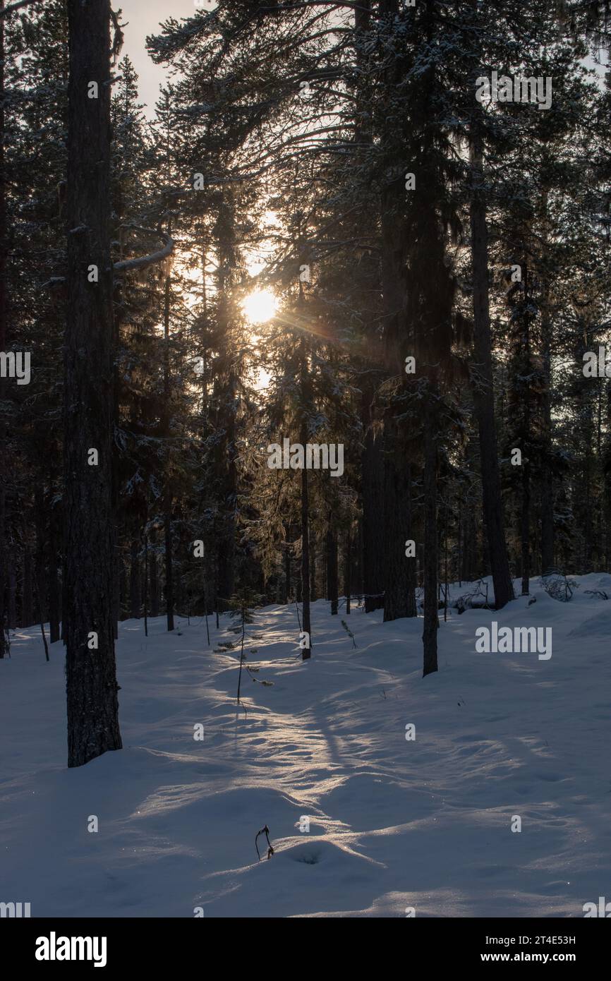 Paysage hivernal magique. Arbres enneigés. Helsinki. Finlande. Photographié avant le coucher du soleil en décembre. Banque D'Images