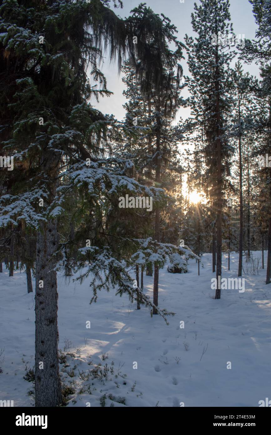 Paysage hivernal magique. Arbres enneigés. Helsinki. Finlande. Photographié avant le coucher du soleil en décembre. Banque D'Images